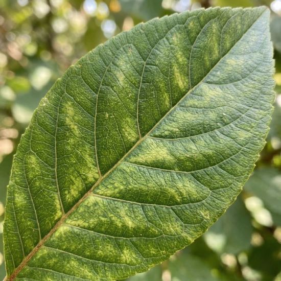 Close-up of a green leaf showing detailed veins.